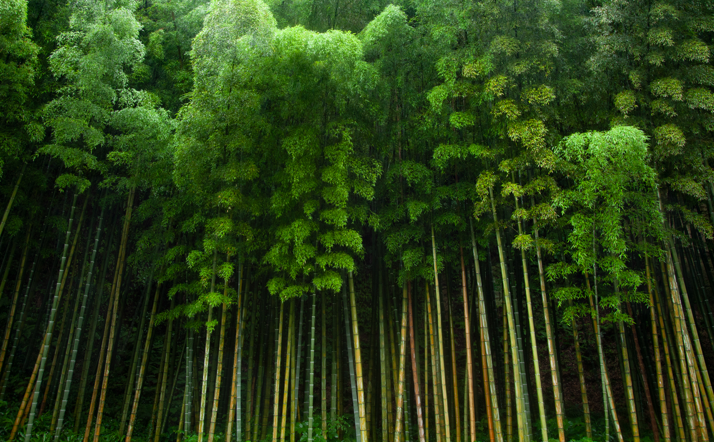 bamboo | kishi-ke modern ryokan in Kamakura